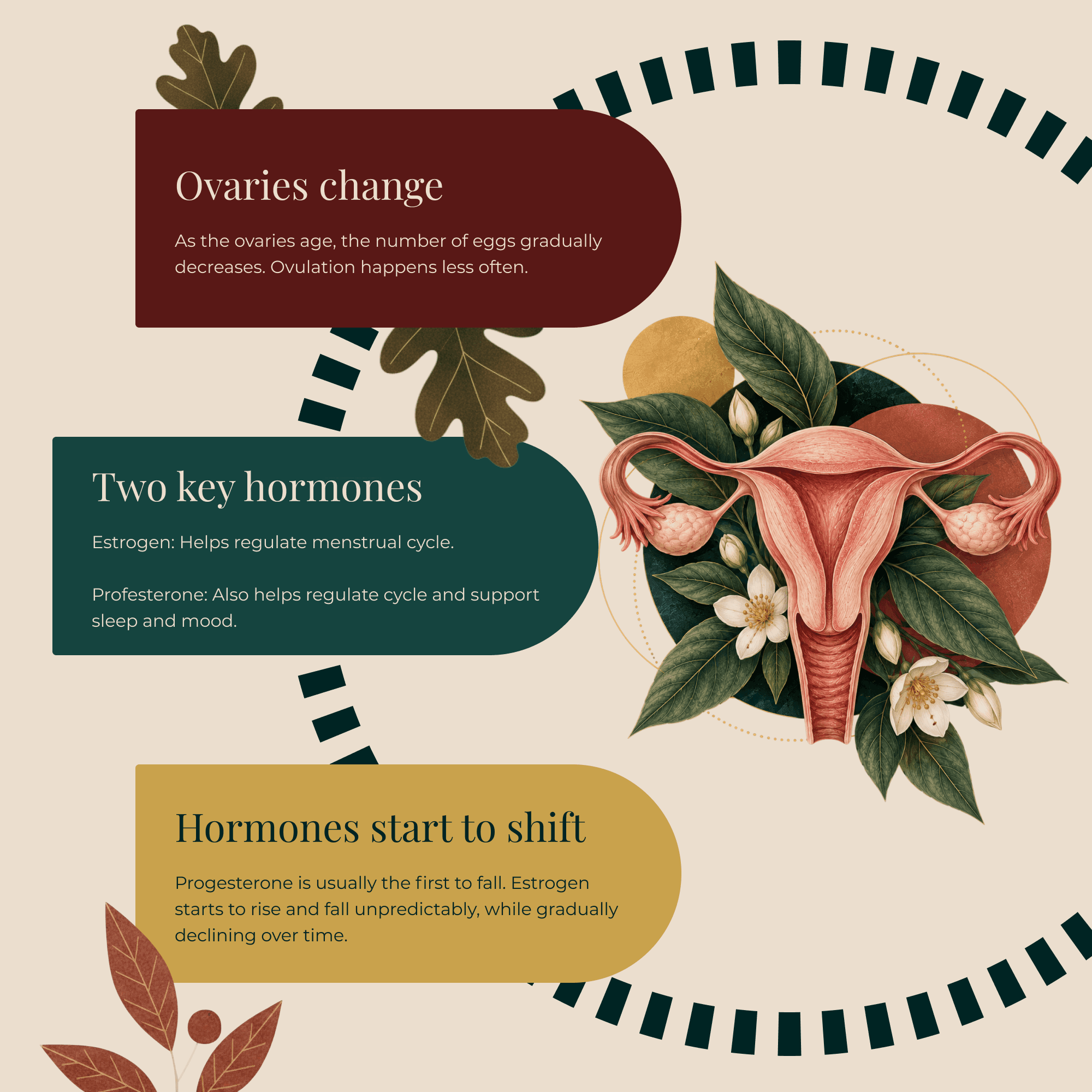 Perimenopause inforgraph